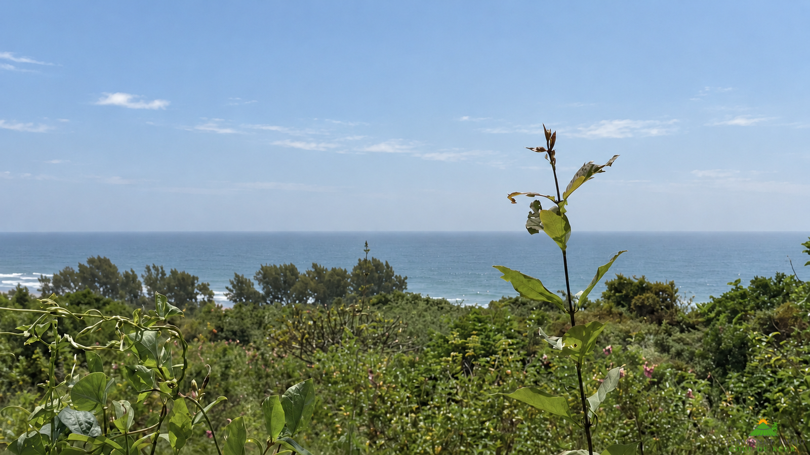 Une opportunité rare pour des investisseurs souhaitant développer un projet dans un environnement naturel privilégié.Un véritable jardin d’Éden en bordure d’océan, à Boucotte