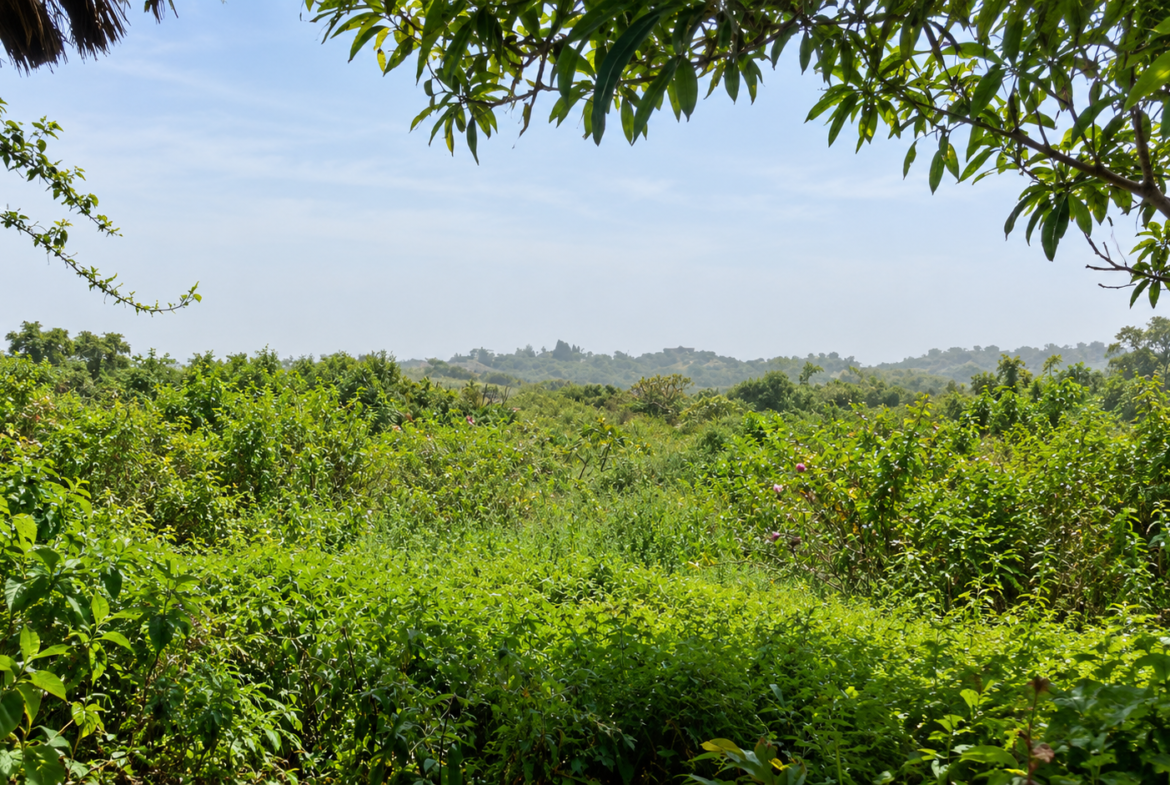 Une opportunité rare pour des investisseurs souhaitant développer un projet dans un environnement naturel privilégié.Un véritable jardin d’Éden en bordure d’océan, à Boucotte
