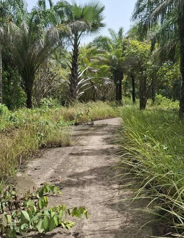 Une opportunité rare pour des investisseurs souhaitant développer un projet dans un environnement naturel privilégié.Un véritable jardin d’Éden en bordure d’océan, à Boucotte