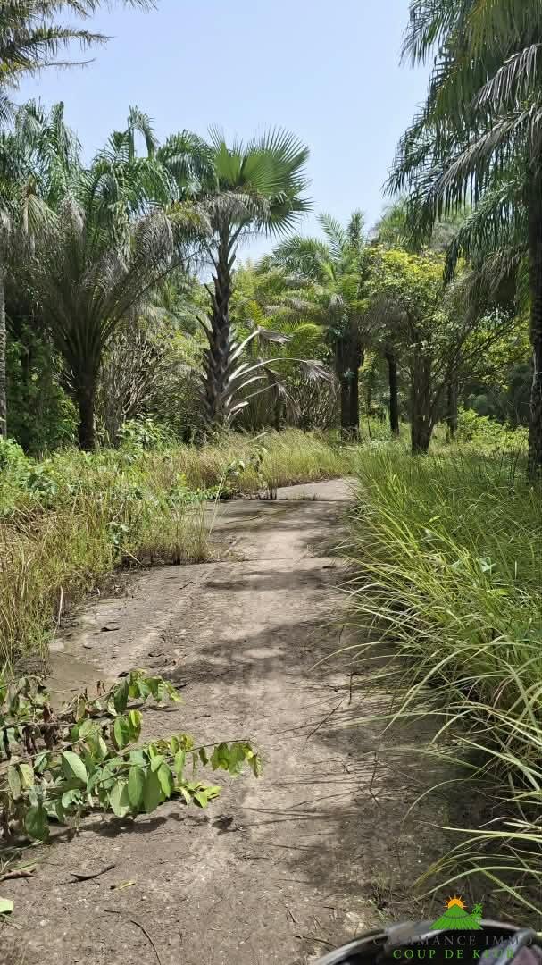Une opportunité rare pour des investisseurs souhaitant développer un projet dans un environnement naturel privilégié.Un véritable jardin d’Éden en bordure d’océan, à Boucotte