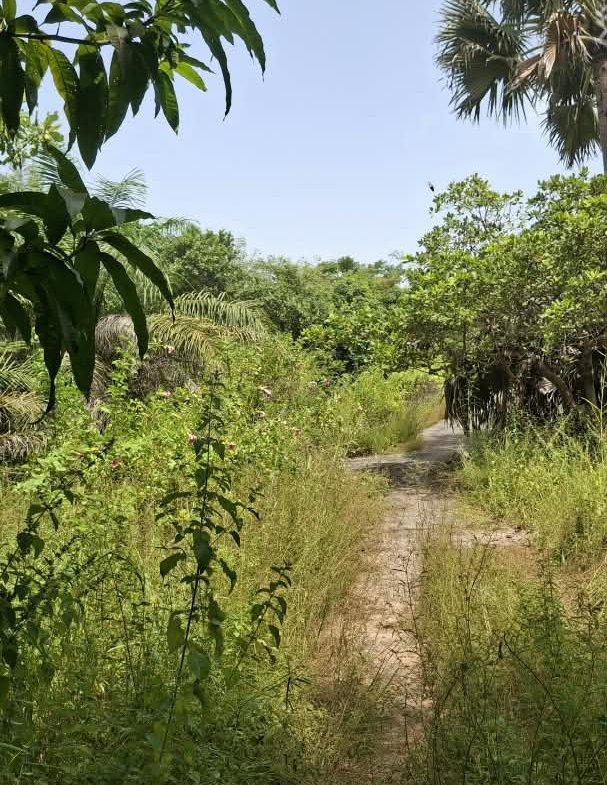 Une opportunité rare pour des investisseurs souhaitant développer un projet dans un environnement naturel privilégié.Un véritable jardin d’Éden en bordure d’océan, à Boucotte