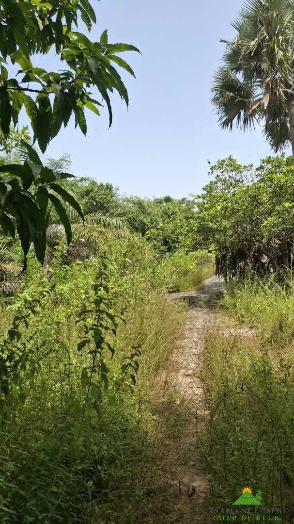 Une opportunité rare pour des investisseurs souhaitant développer un projet dans un environnement naturel privilégié.Un véritable jardin d’Éden en bordure d’océan, à Boucotte