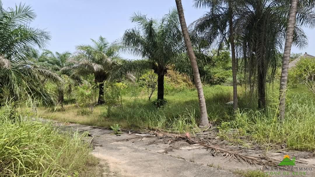 Une opportunité rare pour des investisseurs souhaitant développer un projet dans un environnement naturel privilégié.Un véritable jardin d’Éden en bordure d’océan, à Boucotte