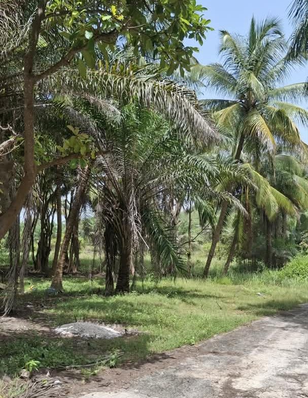 Une opportunité rare pour des investisseurs souhaitant développer un projet dans un environnement naturel privilégié.Un véritable jardin d’Éden en bordure d’océan, à Boucotte