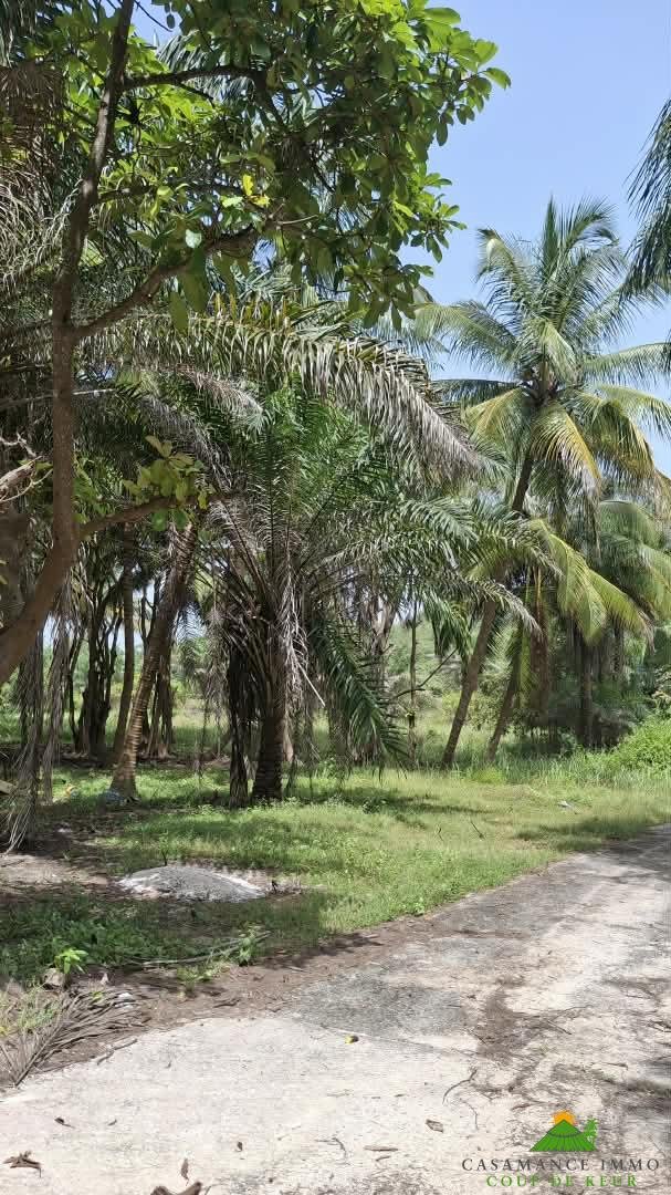 Une opportunité rare pour des investisseurs souhaitant développer un projet dans un environnement naturel privilégié.Un véritable jardin d’Éden en bordure d’océan, à Boucotte