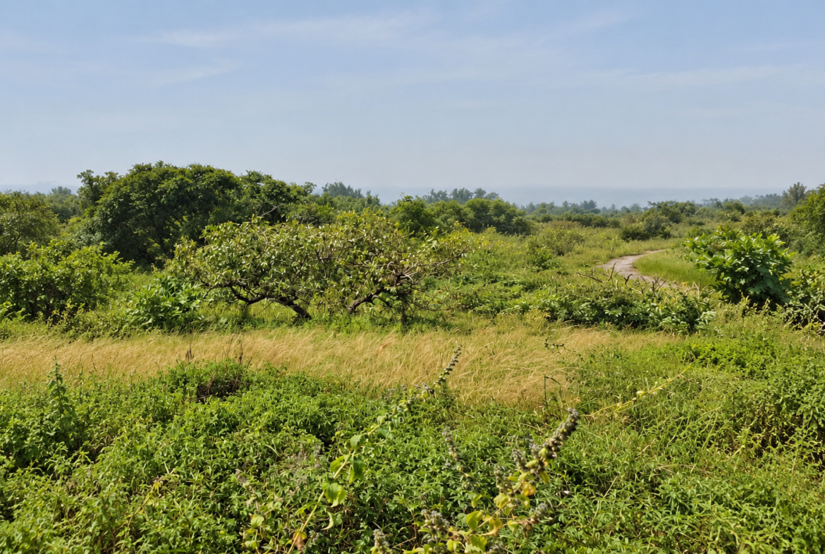 Une opportunité rare pour des investisseurs souhaitant développer un projet dans un environnement naturel privilégié.Un véritable jardin d’Éden en bordure d’océan, à Boucotte