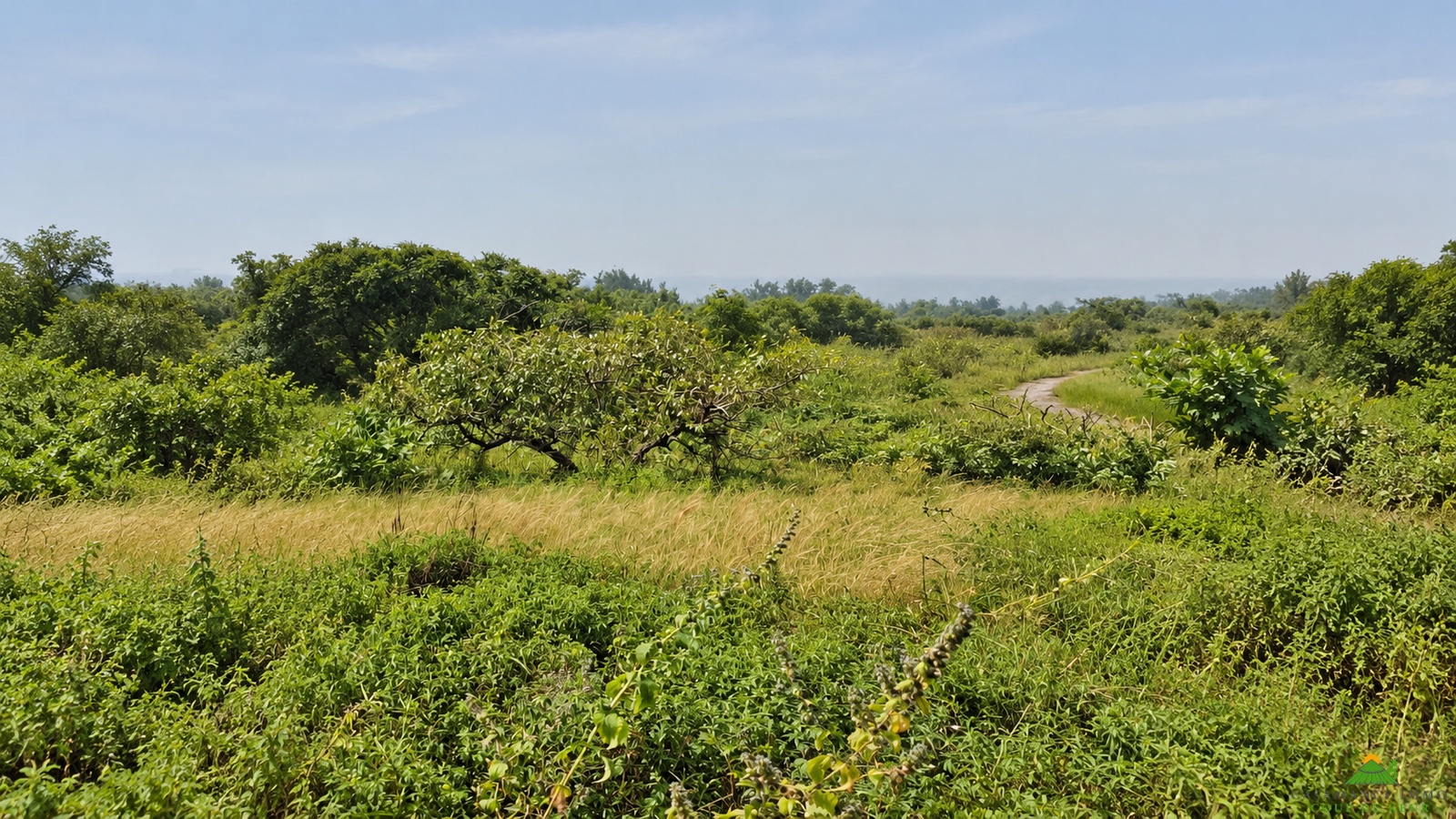 Une opportunité rare pour des investisseurs souhaitant développer un projet dans un environnement naturel privilégié.Un véritable jardin d’Éden en bordure d’océan, à Boucotte