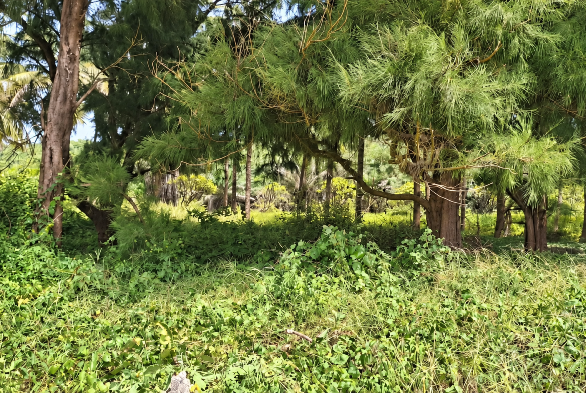 Une opportunité rare pour des investisseurs souhaitant développer un projet dans un environnement naturel privilégié.Un véritable jardin d’Éden en bordure d’océan, à Boucotte