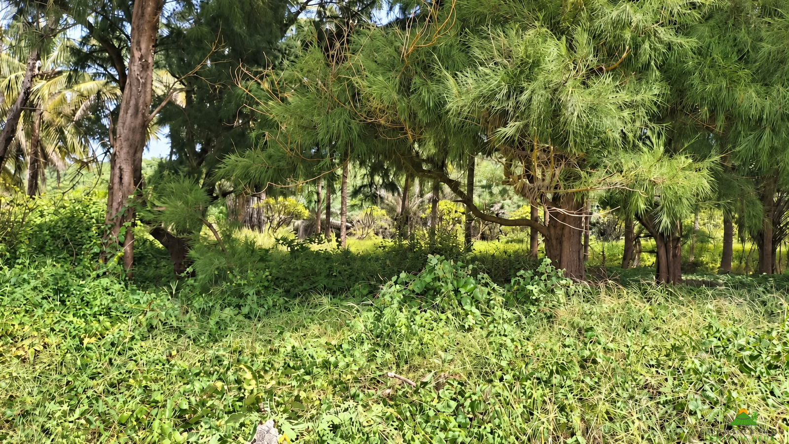 Une opportunité rare pour des investisseurs souhaitant développer un projet dans un environnement naturel privilégié.Un véritable jardin d’Éden en bordure d’océan, à Boucotte